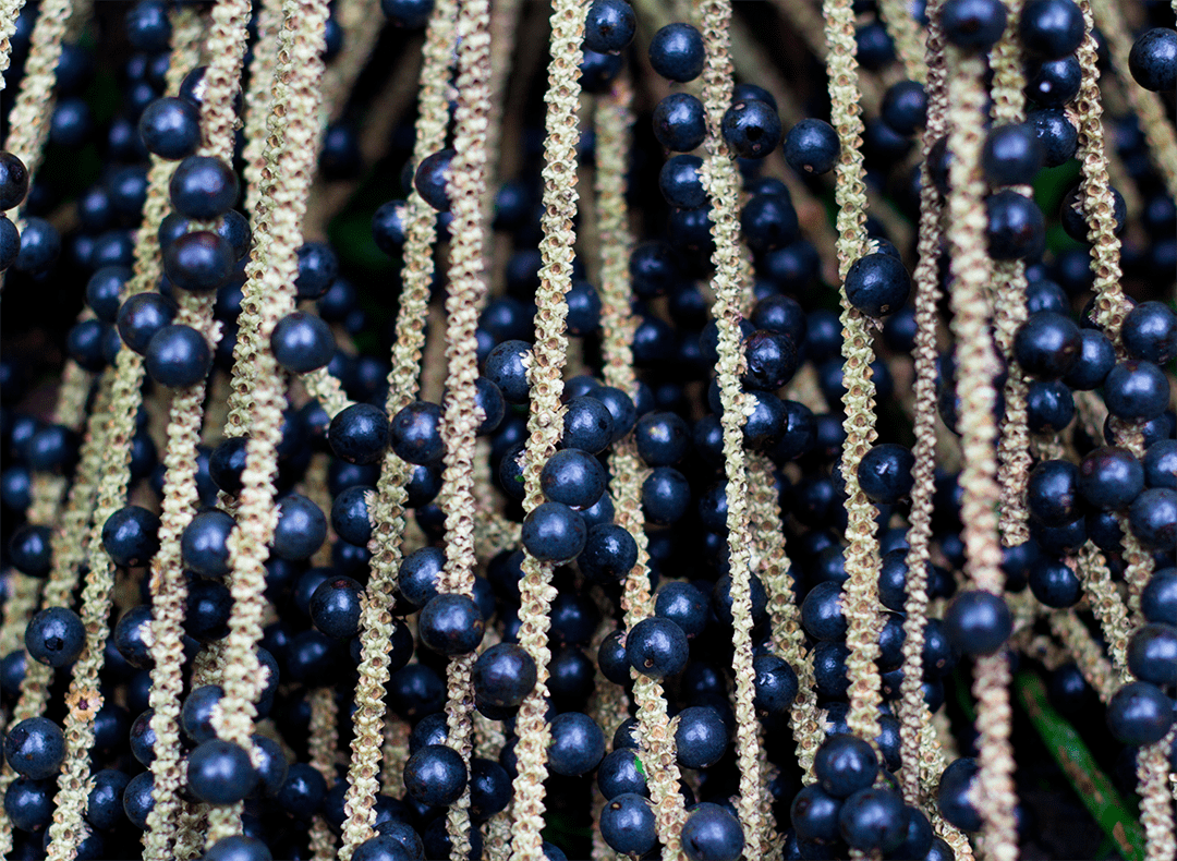 acai
