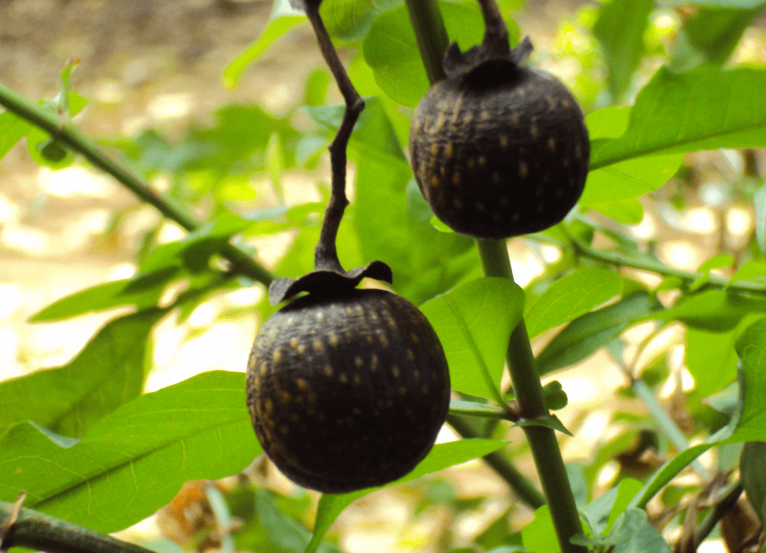 african plum extract