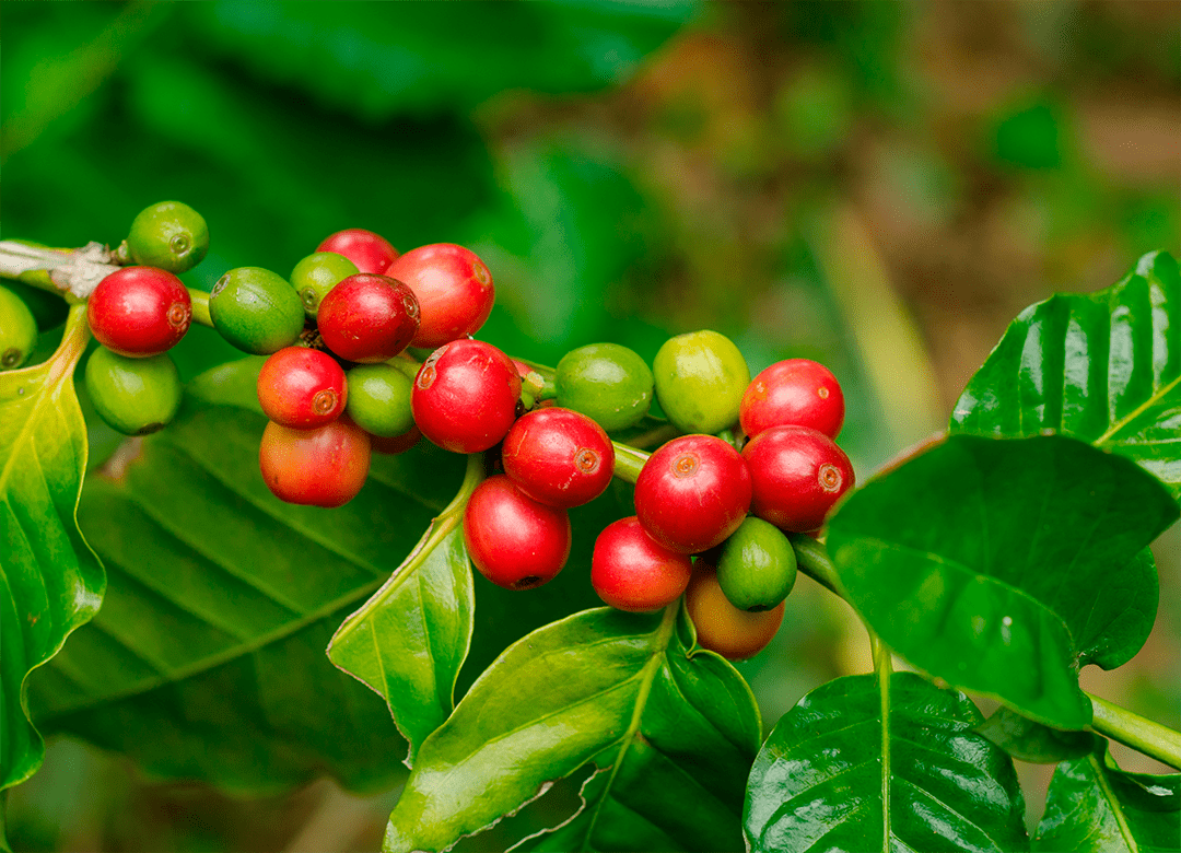 Black pepper extract