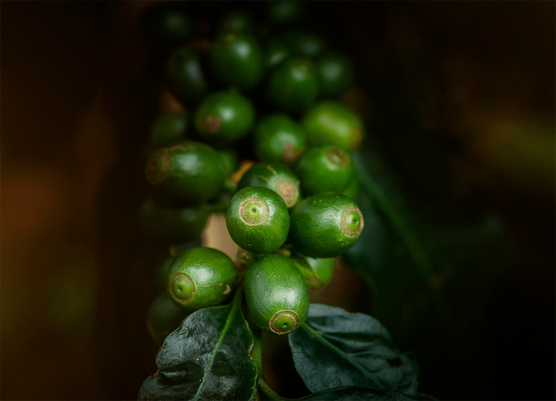 caffeine