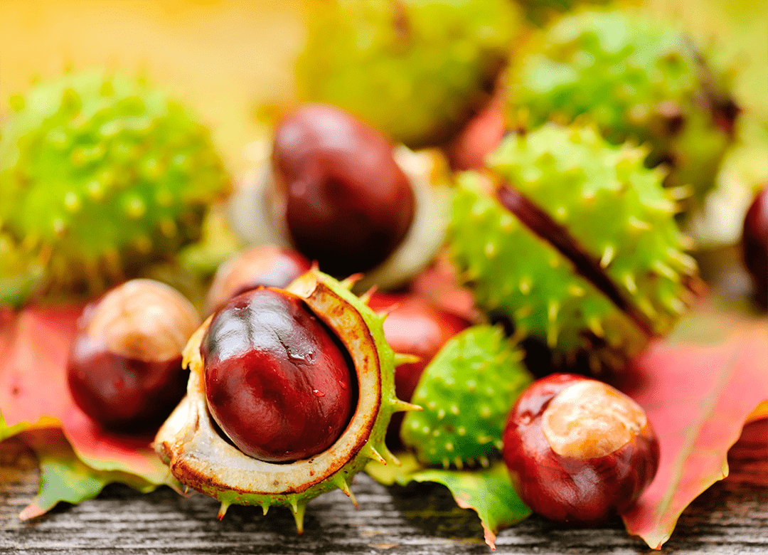 horse chestnut