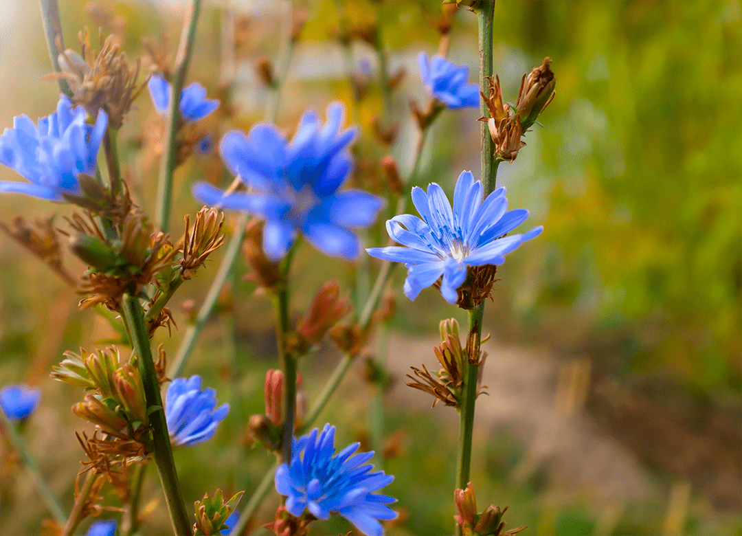 chicory