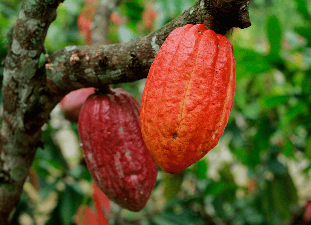 cocoa-butter