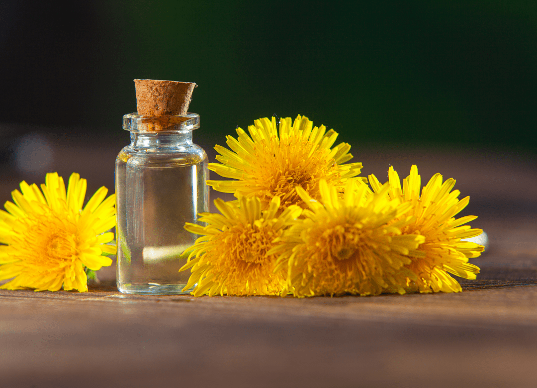 dandelion