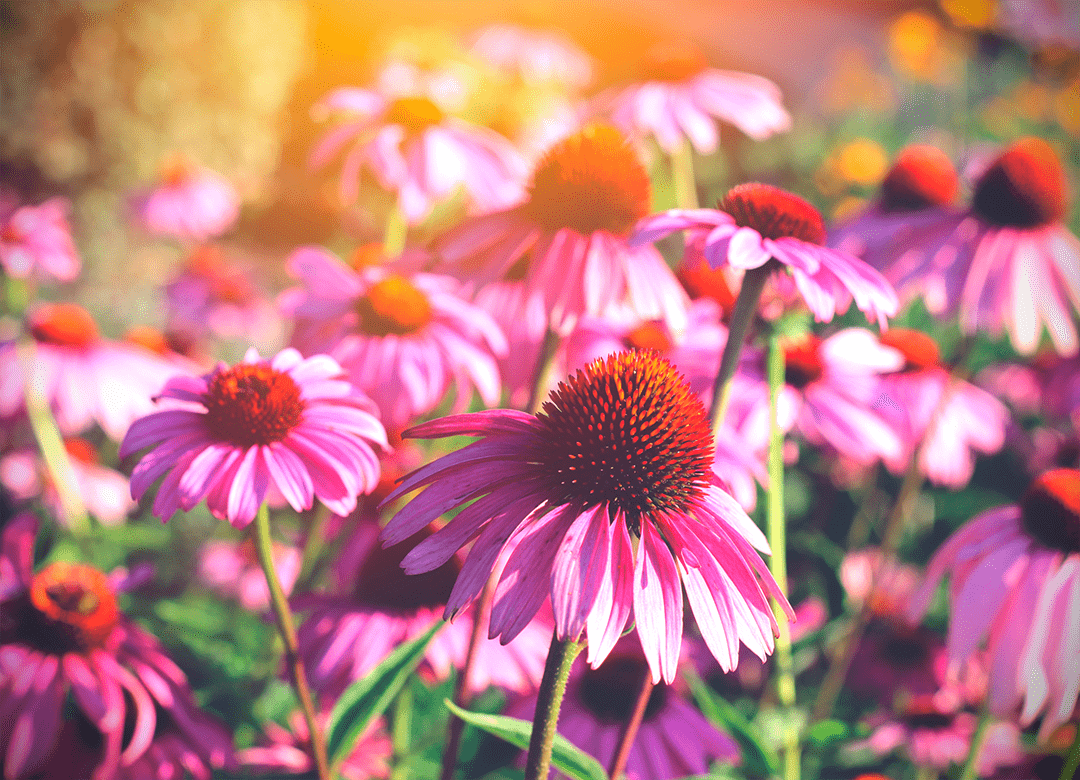 echinacea
