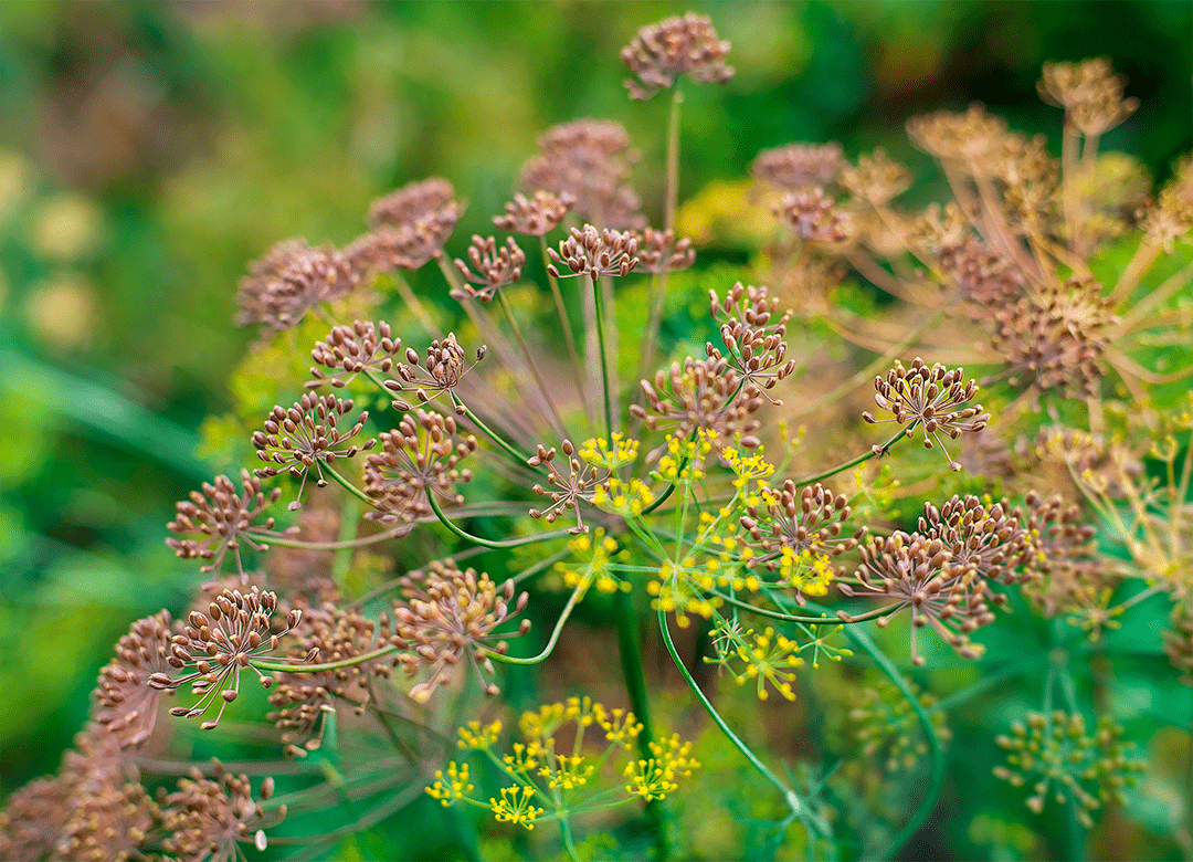 fennel