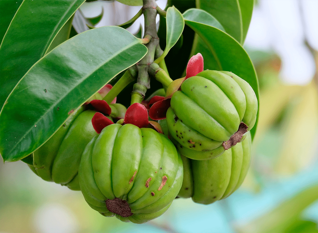 garcinia