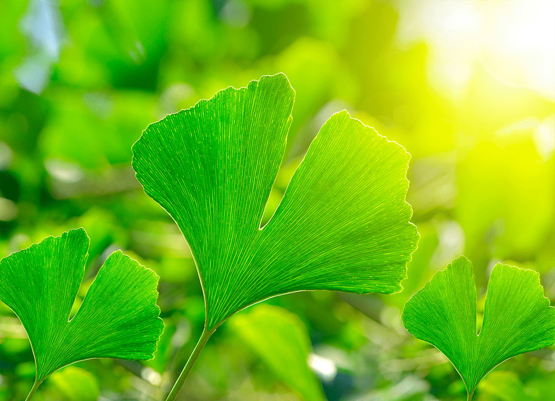 gingko