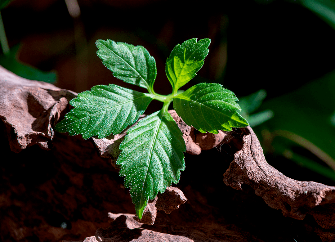 ginseng-leaves