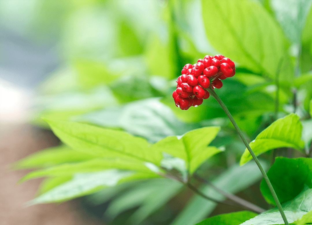 ginseng