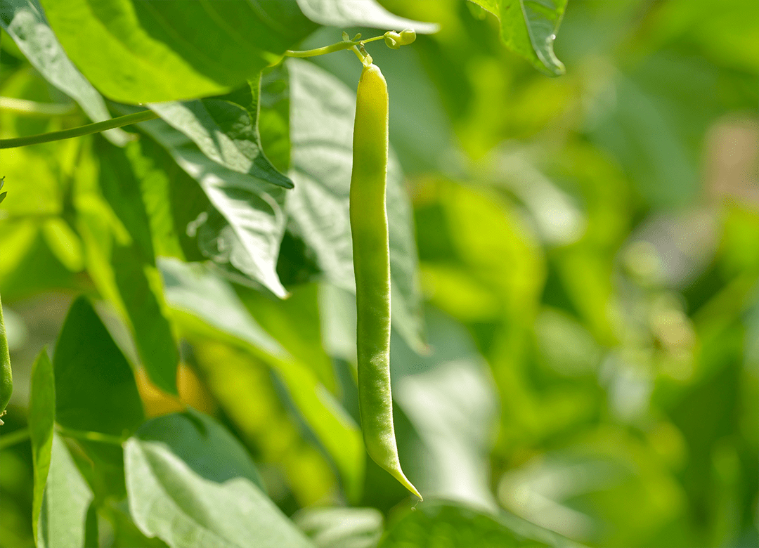 green-beans