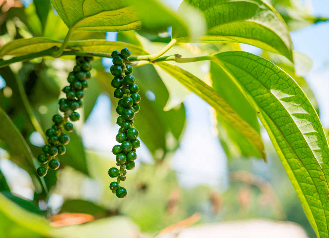 Green Coffee Bean Extract