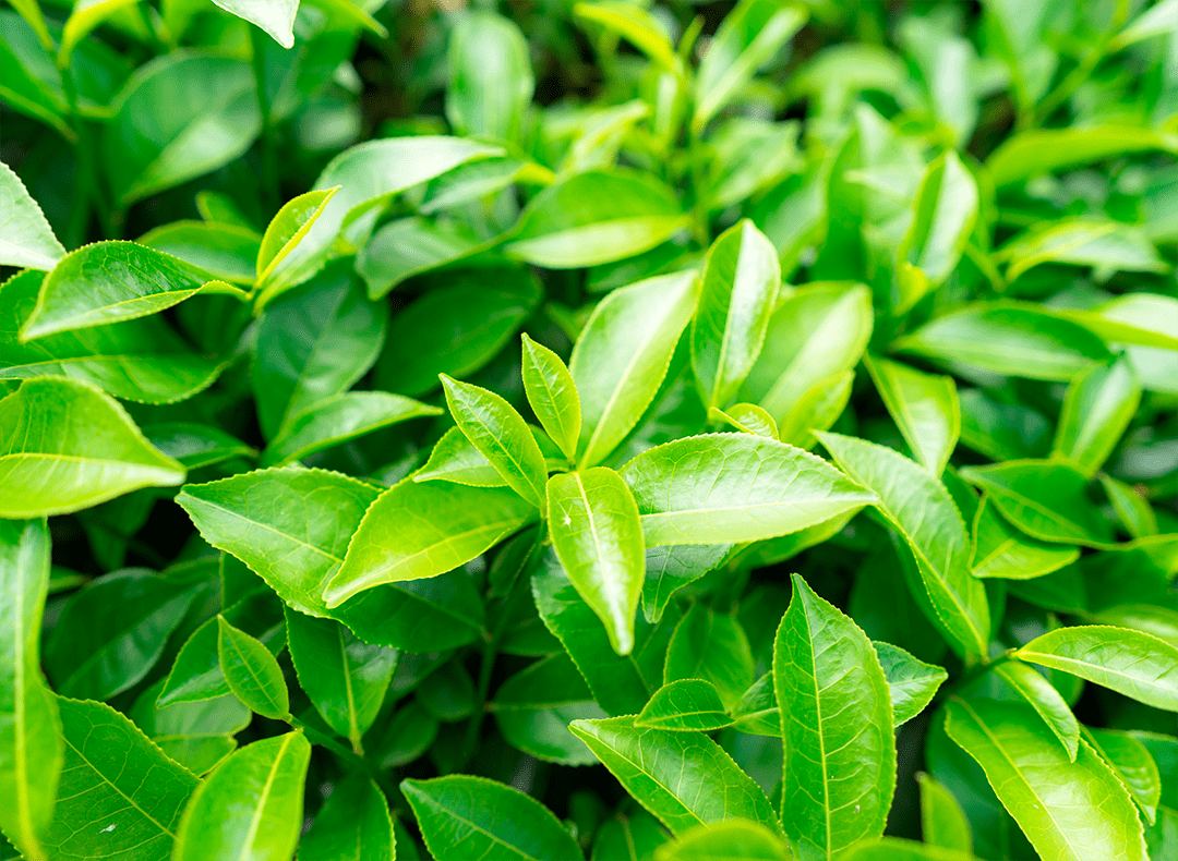 green-tea