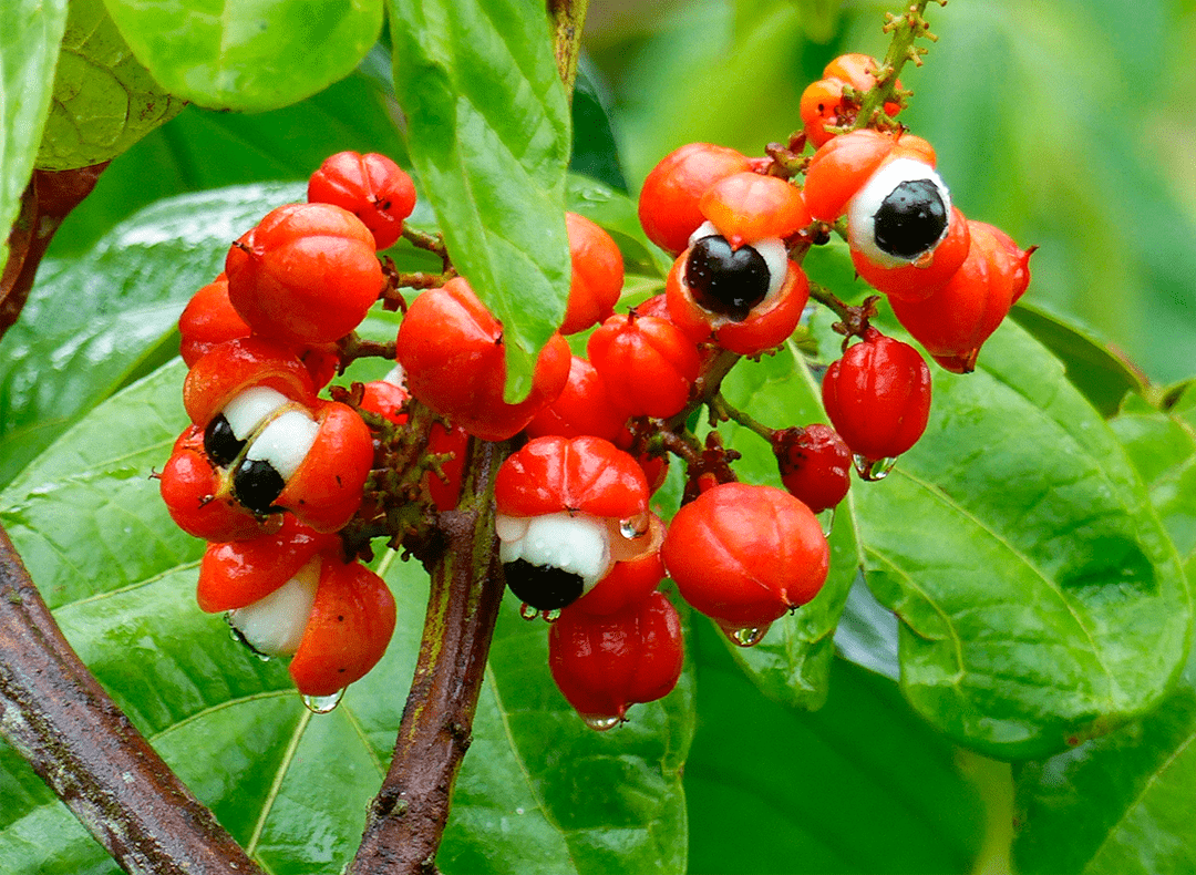 guarana
