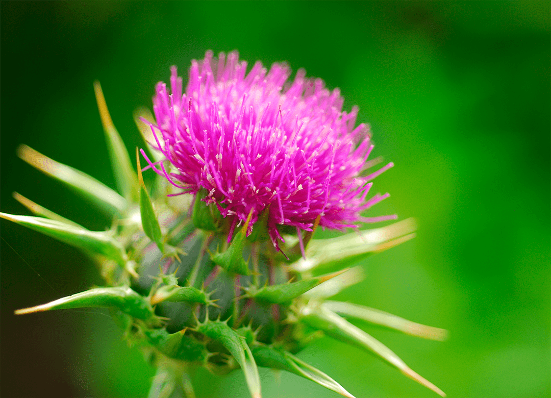 milk-thistle