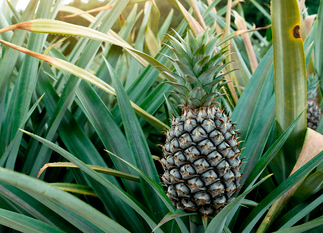 Pineapple extract