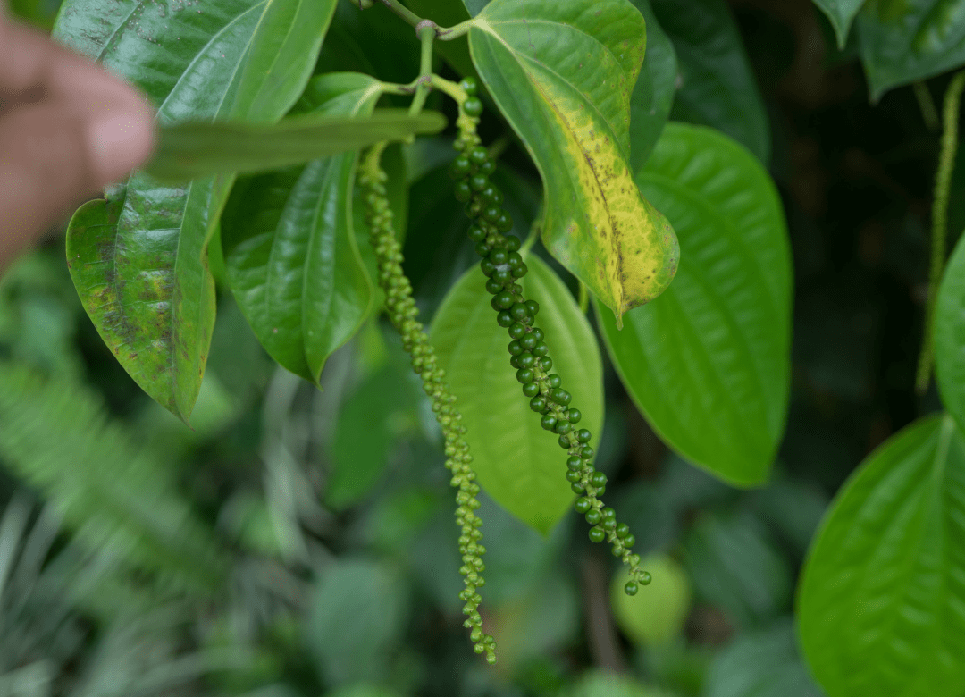 piperine
