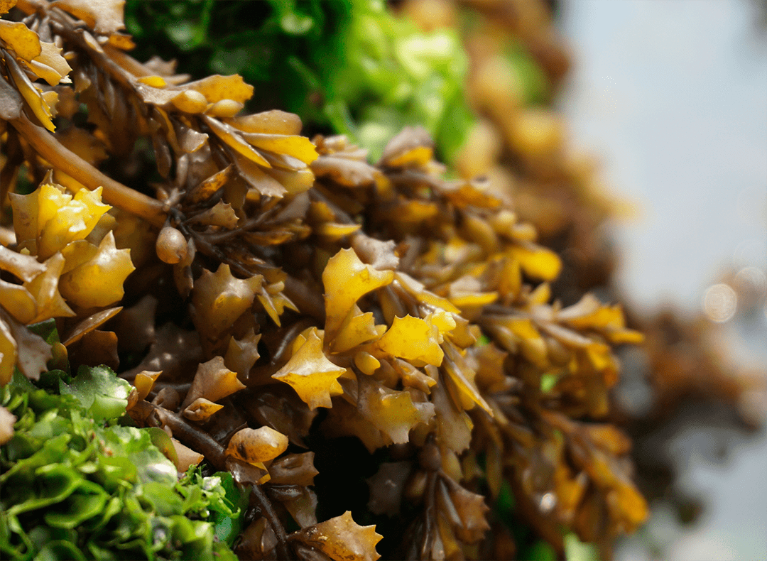 seaweed