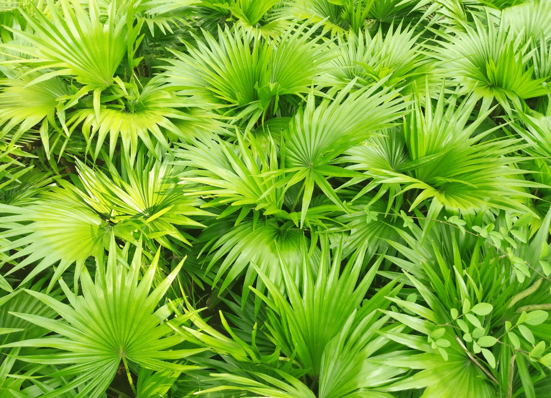 serenoa-fruit
