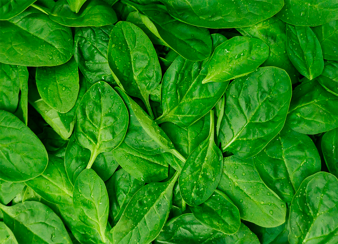 Spinach Leaf Extract