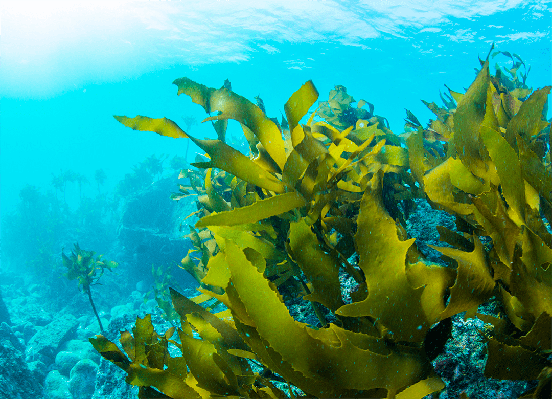 Spirulina extract
