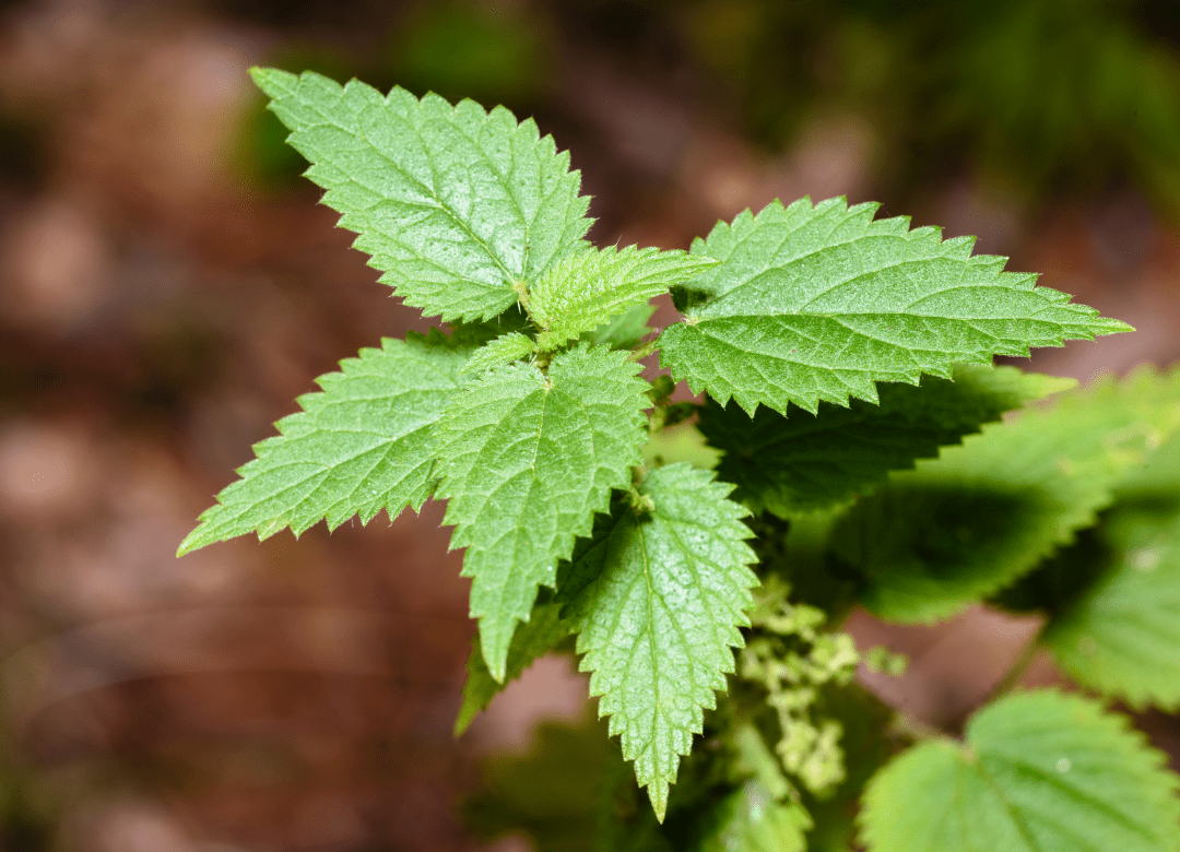 stinging-nettle